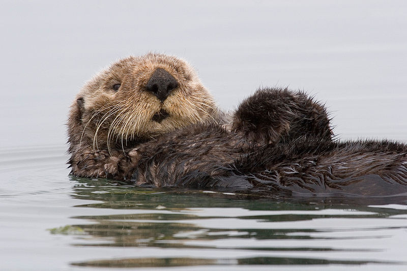 Sea OtterImage from Wikipedia Commons