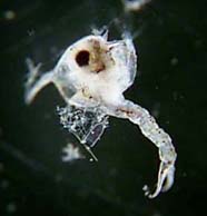Undeveloped larval form,zoea, Image from http://coris.noaa.gov/glossary/zoea_186.jpg