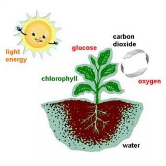 Process of Photosynthesis