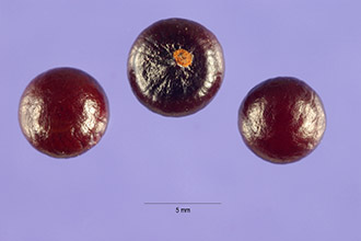 Fruit from Sabal palmetto