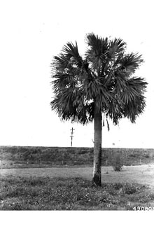 Sabal palm