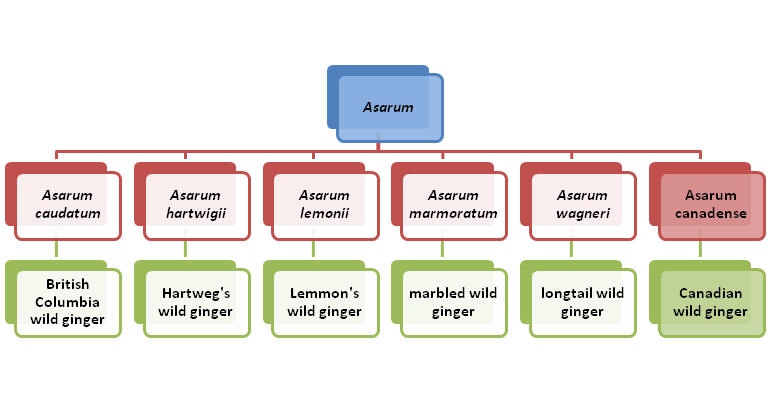  Phylogenetic tree of Asarum canadense's closest relatives created by Maggie May