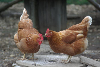 Which hen is infected with Salmonella? (Image located at http://agr.wa.gov/FoodAnimal/AvianHealth/AvianNPIP.aspx)