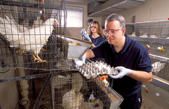 Testing for Salmonella enteritidis (Image from http://www.ars.usda.gov/is/AR/archive/may03/eggs0503.htm)