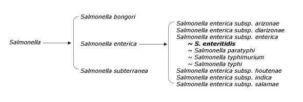 Salmonella species tree (User Created)