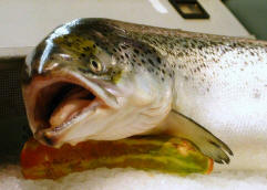 Salmon (Image by denn)