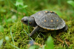 Baby Turtle (Image by cygnus921)