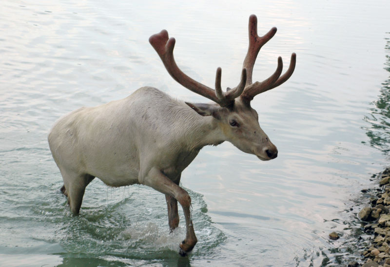Reindeer commonly swim to get from place to place, and not just terrestrially. Brian0918. 2005. "800px-Caribou_from_Wagon_Trails." (image). <http://commons.wikimedia.org/wiki/File:Caribou_from_Wagon_Trails.jpg>. Accessed 7 April 2009.