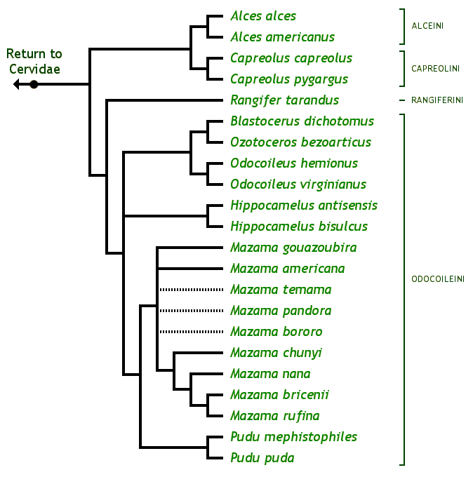 Huffman, B.  2005. "Capreolinae Phylogeny." (image) <http://www.ultimateungulate.com/Cetartiodactyla/Capreolinae.html>. Accessed 13 April 2009.