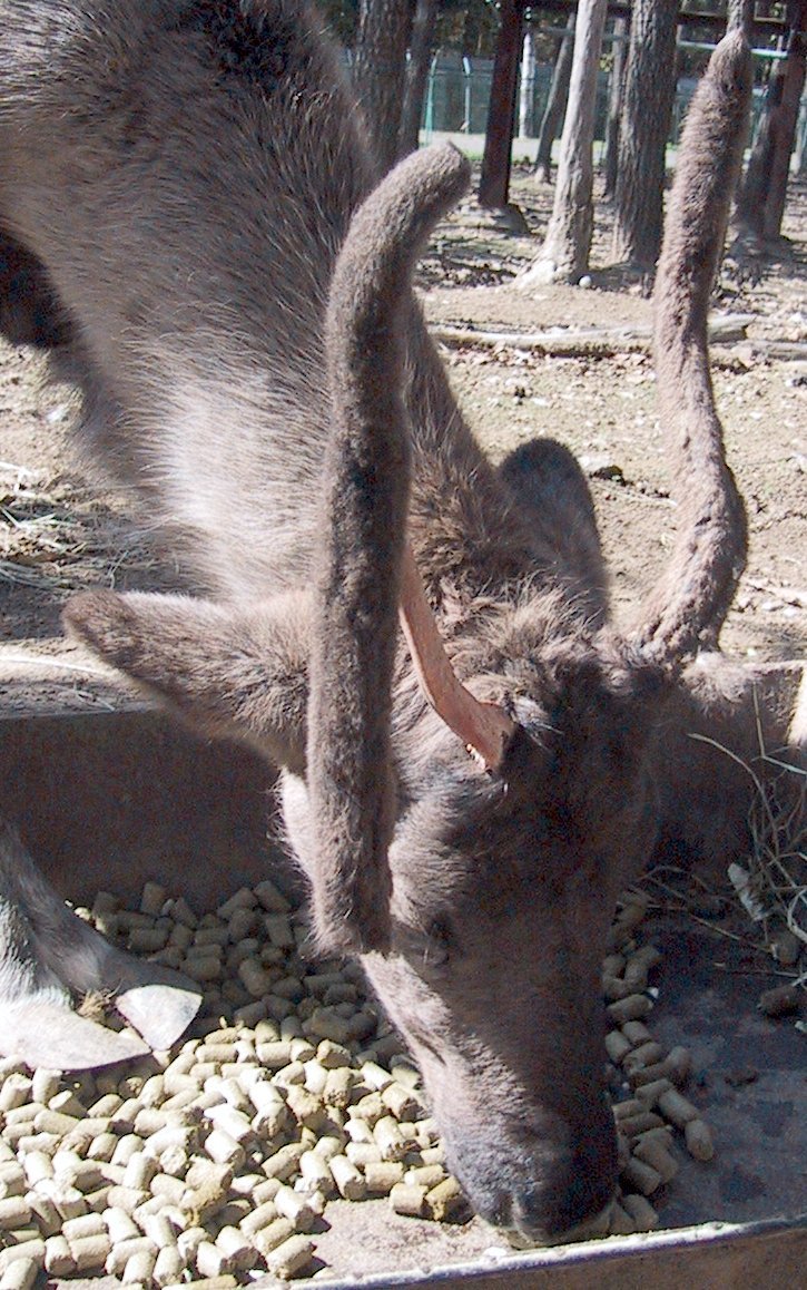 Reindeer shedding it's velvet antler coating. Chris73. 2004. "ReindeerLosingVelvet." (image) <http://commons.wikimedia.org/wiki/File:ReindeerLoosingVelvet.jpg>. Accessed 7 April 2009.