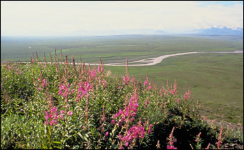 U.S. Fish and Wildlife Service. 2005. "Tundra coastal vegetation Alaska". (image) <http://commons.wikimedia.org/wiki/File:Tundra_coastal_vegetation_Alaska.jpg>. Accessed 8 April 2009