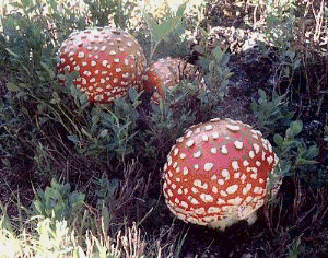Amantia muscaria, a hallucinogenic mushroom that is a favorite of reindeer.  Volk, T. 1999."Amanita Muscaria." (image) <http://botit.botany.wisc.edu/toms_fungi/dec99.html>. Accessed 9 April 2009.