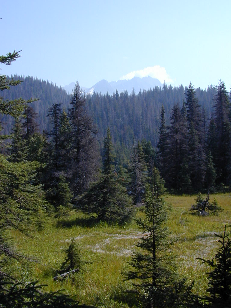 Alaskan Boreal Forest. Volk,T. 2002.  (image)