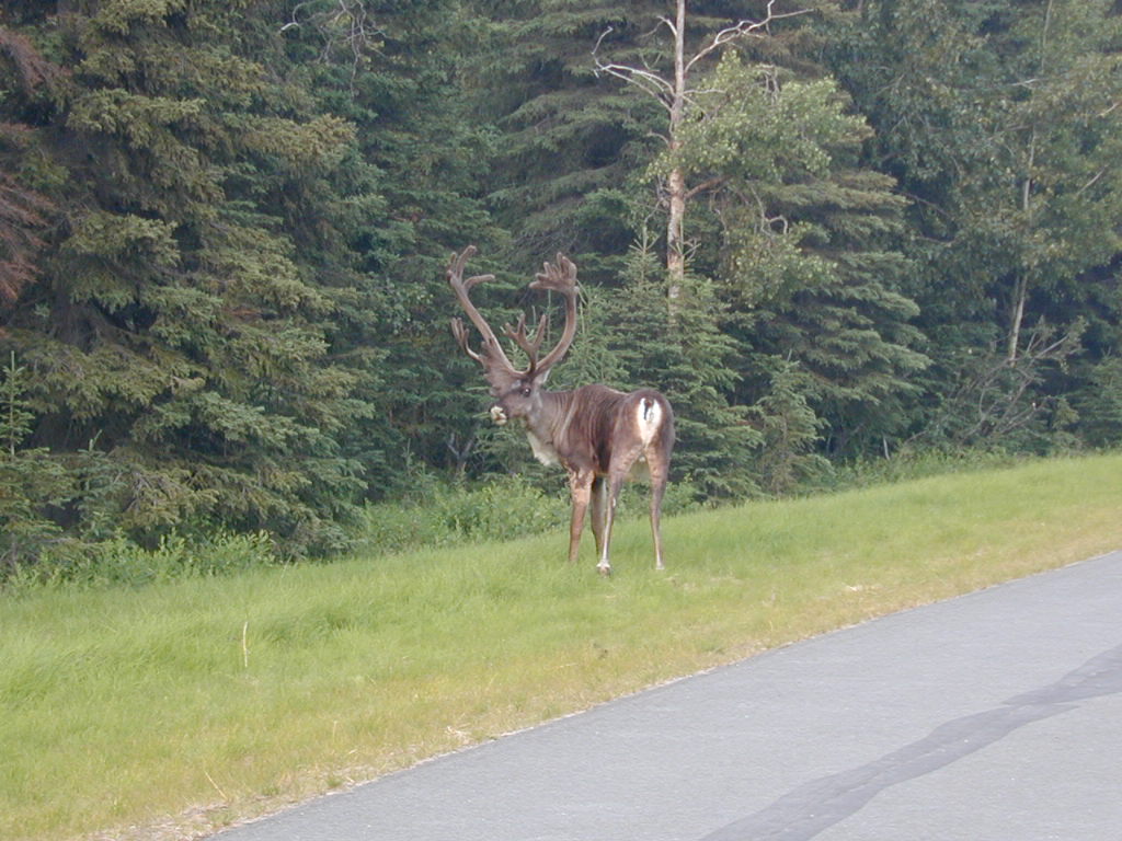 Reindeer in Alaskan boreal forest near roadside. Westmoreland,S. 2002. "caribou roadside 7 AK sew." (image) 