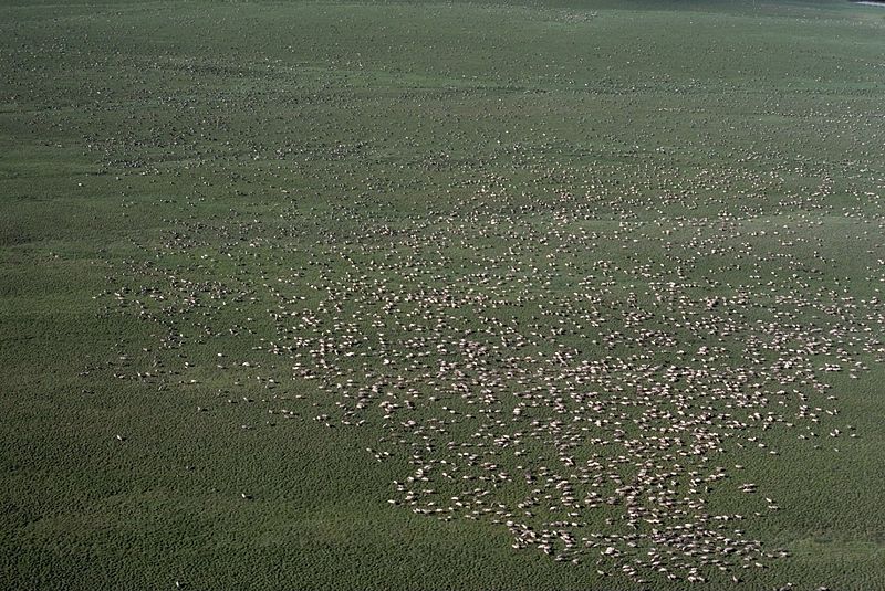 A typical-sized reindeer herd.  United States Federal Government. 2007. "A Herd of Caribou." (image). <http://commons.wikimedia.org/wiki/File:Herd_of_Caribou.jpg>.  Accessed 7 April 2009.