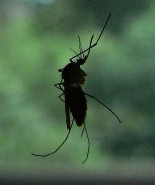 The mosquito is a common pest of reindeer, often forcing herds to migrate to different areas.  Vlieg. 2007. "Muggensihouet 2." (image) <http://commons.wikimedia.org/wiki/File:Muggensilhouet_2.jpg>. Accessed 9 April 2009.