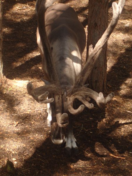 A typical size of reindeer antlers.  Note the soft appearance due to the velvet coating. Gidlof, C. 2005. "A reindeer fr Jarvzoo." (image).<http://commons.wikimedia.org/wiki/File:Reindeer_fr_jarvzoo.jpg>. Accessed 7 April 2009.