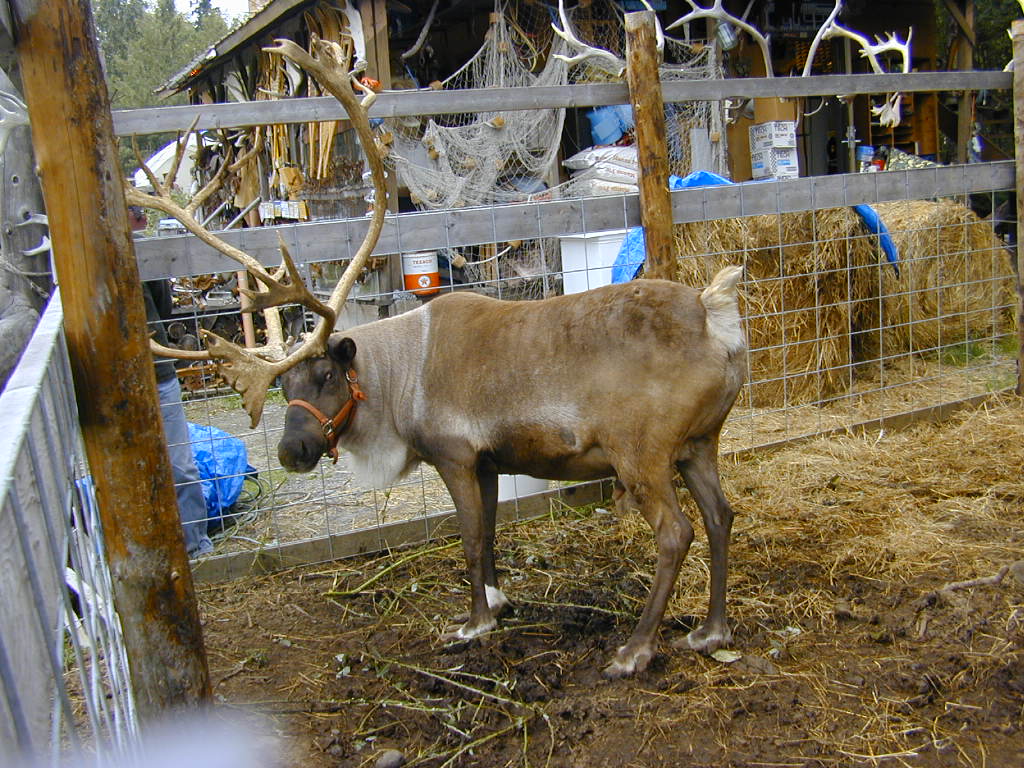 Captive reindeer in corral.  Volk, T. 2002. "Reindeer peters creek 2 AK tjv." (image)