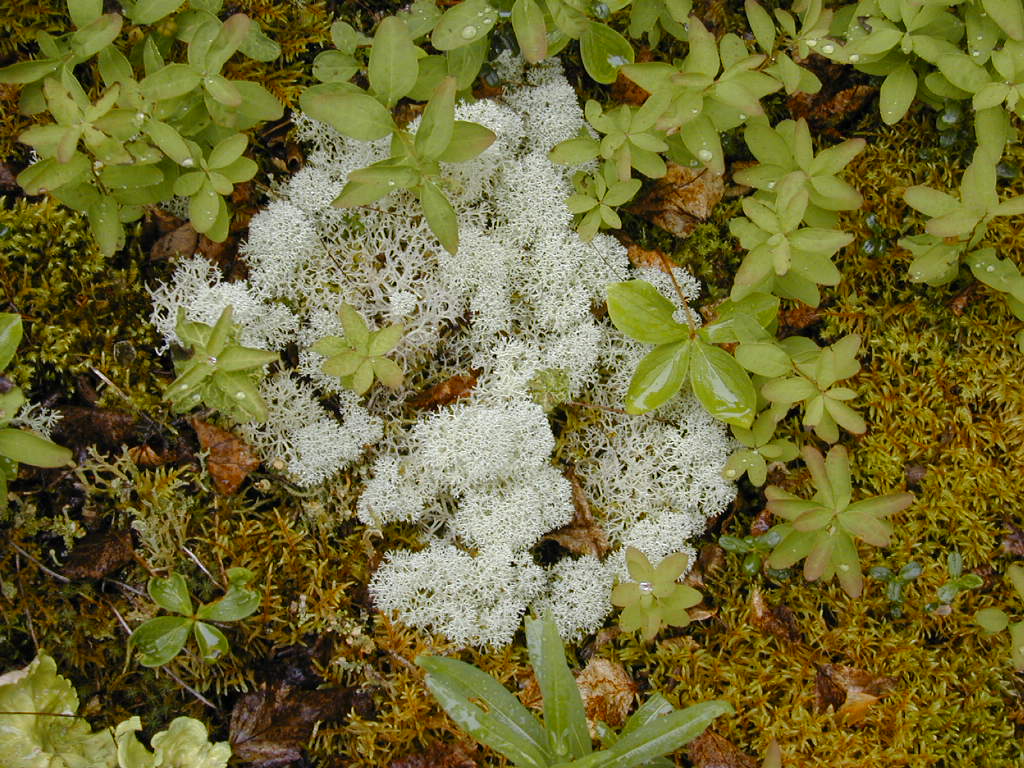 Cladonia cornus lichen in Alaska. Volk, T. 2002. "cladonia cornus AK tjv." (image)