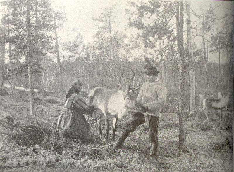 Reindeer being milked in Finnmark in 1800.  Unknown. 2006. "Reindeer milking." (image). <http://commons.wikimedia.org/wiki/File:Reindeer_milking.jpg>. Accessed 9 April 2009.