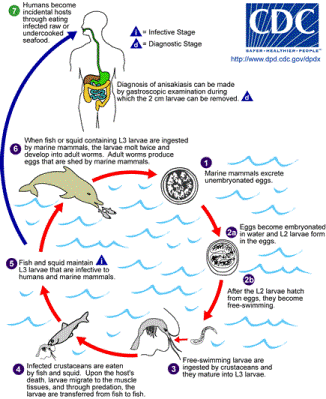 Life Cycle of Anisakis, Image courtesy of the Center for Disease Control