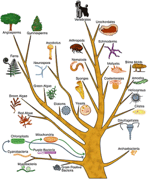 Phylogenetic tree, image courtesy of National Biological Information Infrastructure, Public Domain