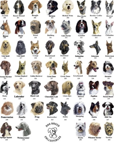 Different breeds of dogs. Public Domain: http://timberwolfhq.com/wp-content/uploads/2009/02/alldogs-layout-breed-collec.jpg