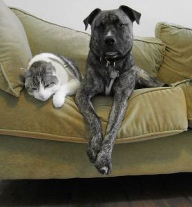 Dog and cat. Courtesy of Ohnoitsjamie