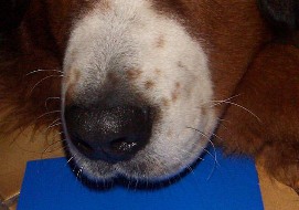 Dog Nose. Courtesy of Caronna