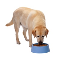 Dog Eating. Public Domain: http://snkc.net/blog/wp-content/uploads/2009/03/dog-eating.jpg