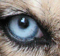 Dog Eye. Courtesy of Lokal_Profil