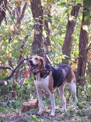 Foxhound in forest. Courtesy of Caronna