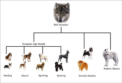  Phylogentic Tree showing the different breeds of dogs. Public Domain: http://www.wisdompanel.com/images/dog_history_tree.jpg