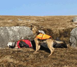 Search and rescue dog. Public Domain: http://sardaireland.com/images/hollyindicateweb.gif