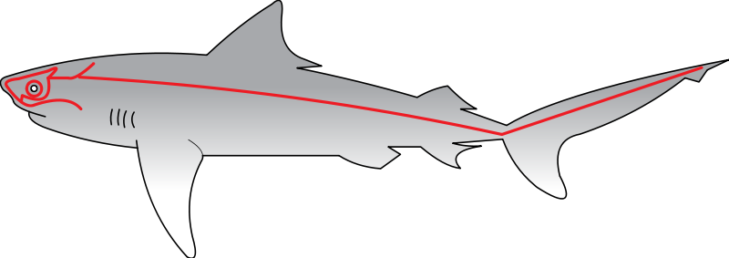 http://en.wikipedia.org/wiki/File:Sharks_Lateral_Line.svg