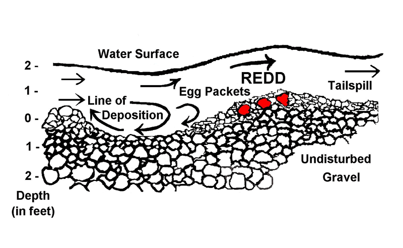 http://wdfw.wa.gov/hab/spawningbed_protection/graphics/redd_diagram.gif