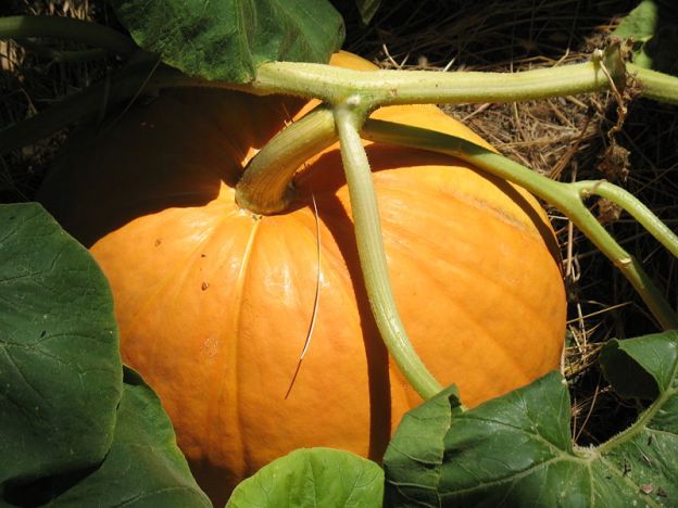 Cucurbita-pumpkin, genus within the Cucumber family