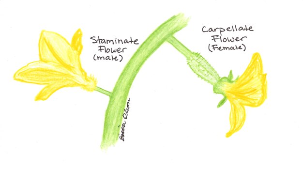 Male and Female flowers of the cucumber plant-drawn by me