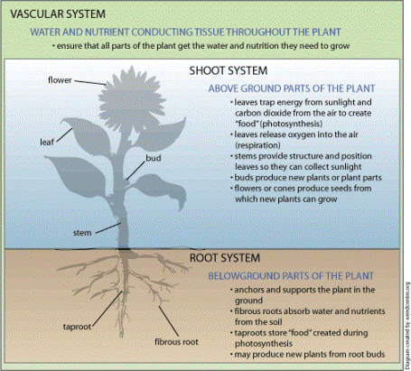 Root and Shoot system