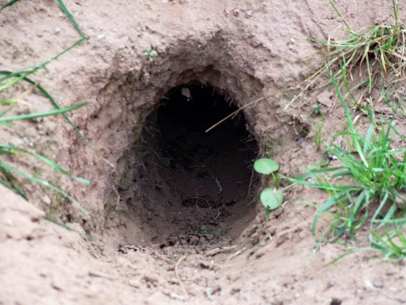 Rabbit burrow taken by abbeyvideo