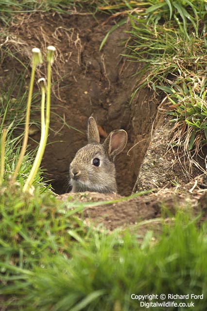 Rabbit poking its head out from its burrow. Photo taken by Richard Ford