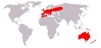Distribution of the European Rabbit