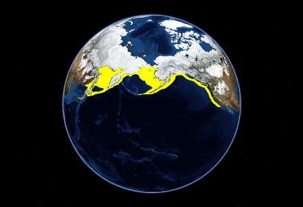 Mmm. "Pacific halibut range." (image) <http://en.wikipedia.org/wiki/File:Pacific_halibut_range.PNG>. Accessed 9 April 2009