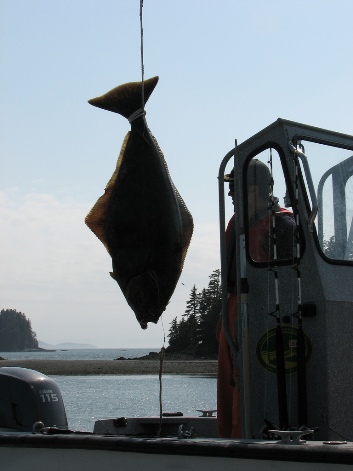Denker, P. "Halibut hanging from rope." (image) <http://www.flickr.com/photos/pdenker/2557530204/>. Accessed 9 April 2009