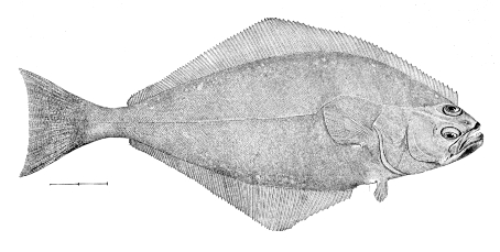 Goode, G., Tarleton H. Bean. "Hippoglossus." (image) <http://en.wikipedia.org/wiki/File:Hippoglossus_hippoglossus.jpg>. Accessed 9 April 2009