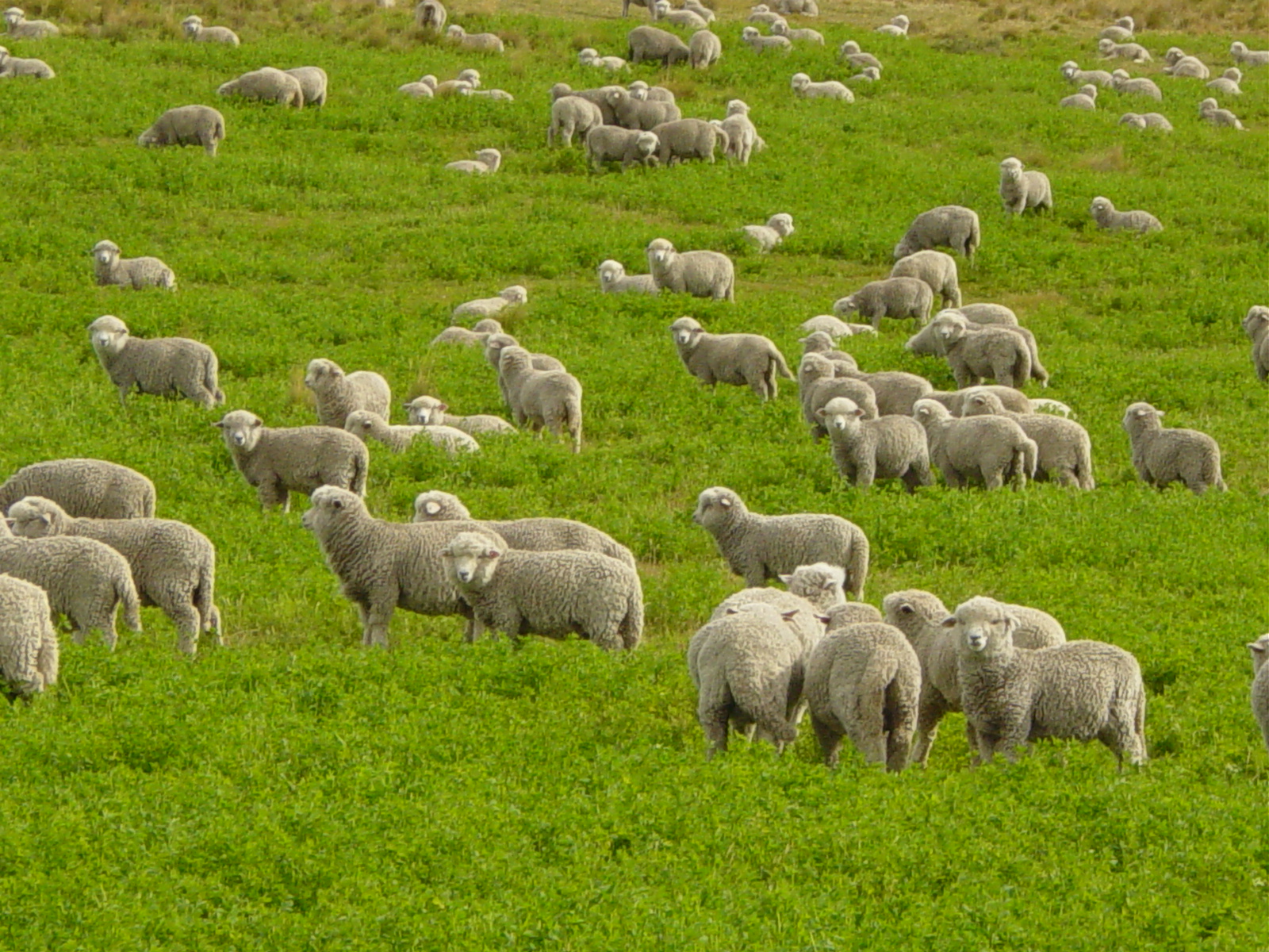 Flock of Sheep--Courtesy of Wikimedia Commons