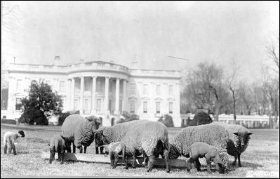 Sheep on White House Lawn--Courtesy of Wikimedia Commons