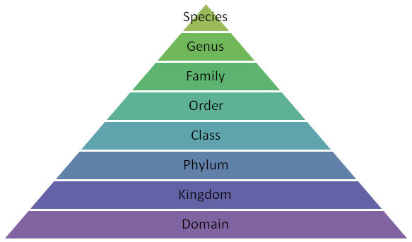 Personal Classification Pyramid