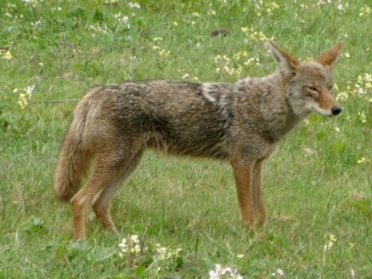 Coyote--Courtesy of Wikimedia Commons