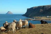 Sheep on Faroe Islands of Denmark--Courtesy of Wikimedia Commons